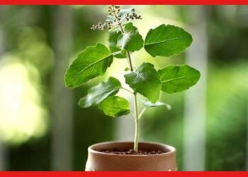 Tulsi and Vastu Tips: বাড়ির কোথায় পুঁতবেন তুলসী গাছ? এই সময় ভুলেও পাতা ছিঁড়বেন না