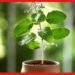 Tulsi and Vastu Tips: বাড়ির কোথায় পুঁতবেন তুলসী গাছ? এই সময় ভুলেও পাতা ছিঁড়বেন না