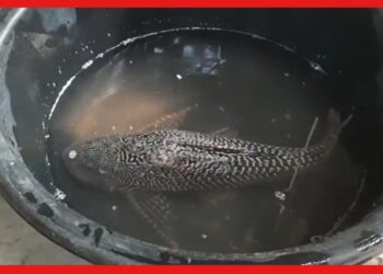 Unique Fish : অদ্ভুত হলেও সুন্দর, ভাগীরথী থেকে মৎস্যজীবীর জালে উঠল ভিন্ন প্রজাতির মাছ