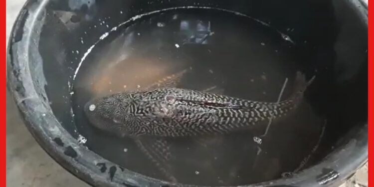 Unique Fish : অদ্ভুত হলেও সুন্দর, ভাগীরথী থেকে মৎস্যজীবীর জালে উঠল ভিন্ন প্রজাতির মাছ