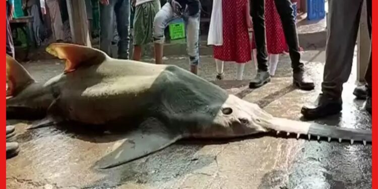 Seafish: একটা মাছের ওজন পাঁচশো কেজির ওপর! দিঘায় চাক্ষুষ করতে ভিড় পর্যটকদের