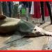 Seafish: একটা মাছের ওজন পাঁচশো কেজির ওপর! দিঘায় চাক্ষুষ করতে ভিড় পর্যটকদের