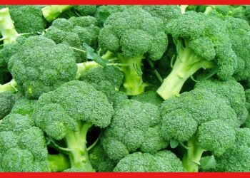 Broccoli: কম ইনভেস্টমেন্ট অথচ লাভ বেশি, ব্রোকলি চাষেই কেল্লাফতে! রইল পদ্ধতি
