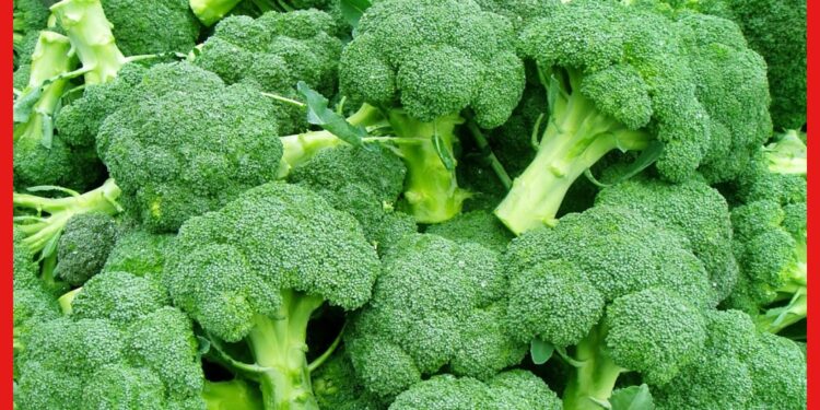 Broccoli: কম ইনভেস্টমেন্ট অথচ লাভ বেশি, ব্রোকলি চাষেই কেল্লাফতে! রইল পদ্ধতি