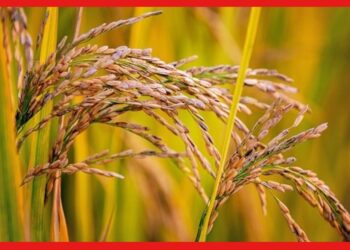 Rice stem borer: পাকা ধানে বাদামি শোষকের হামলা? ফসল পেতে যা করতে হবে চাষী ভাইদের