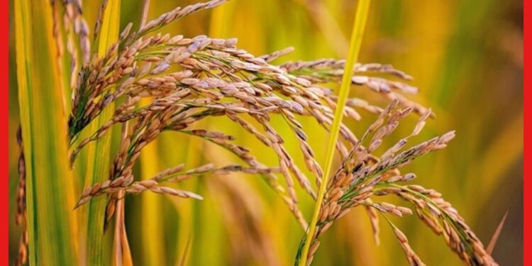 Rice stem borer: পাকা ধানে বাদামি শোষকের হামলা? ফসল পেতে যা করতে হবে চাষী ভাইদের