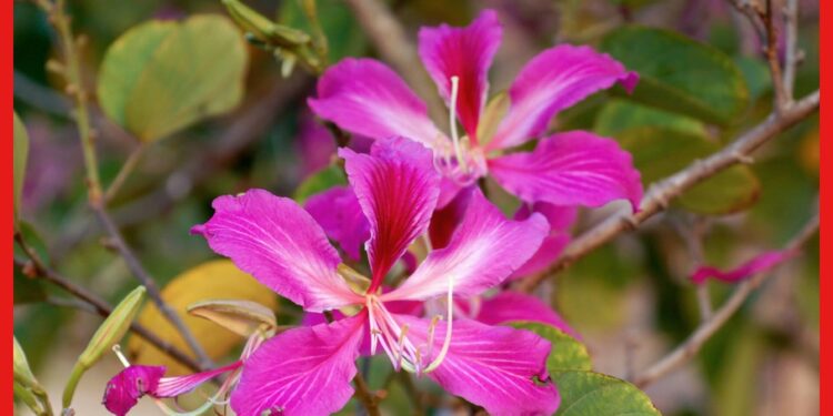 Orchid tree: এবার এই ফুল দেখাবে আয়ের দিশা, জেনে নিন কিভাবে করবেন চাষ