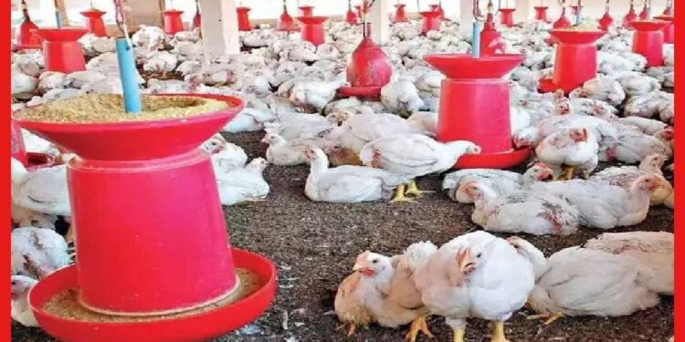 Poultry business: চাহিদা বাড়ছে দিন দিন, মুখে চওড়া হাসি পোলট্রি ব্যবসায়ীদের