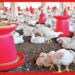 Poultry business: চাহিদা বাড়ছে দিন দিন, মুখে চওড়া হাসি পোলট্রি ব্যবসায়ীদের