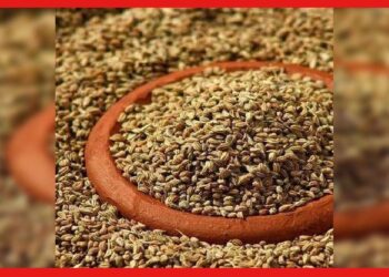 Ajwain: হজমের জন্য খাচ্ছেন মুঠো মুঠো জোয়ান ? হতে পারে হিতে বিপরীত