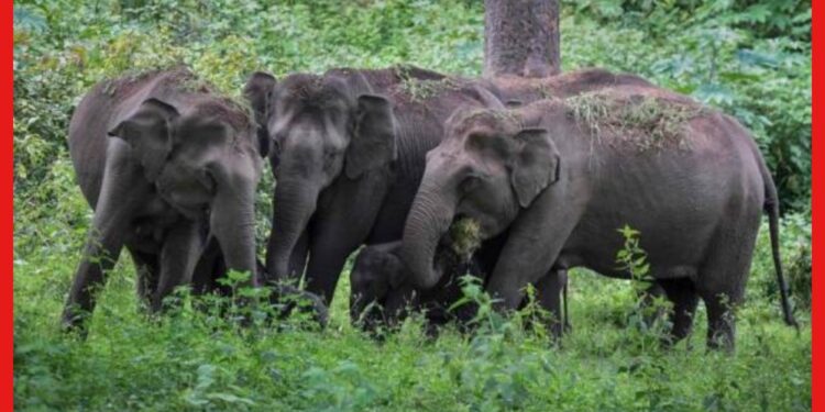 Elephants corridor: অবাক কাণ্ড! ভুটানে ডেলি প্যাসেঞ্জারি করে জলপাইগুড়ির এই হাতির দল