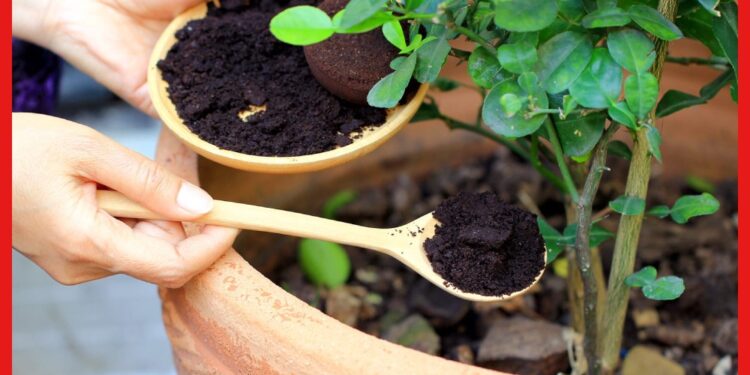 Best fertilizer for plants: শীতকালে বাড়ির ফুল গাছগুলোর যত্ন নিতে সার বানিয়ে ফেলুন,খুব সহজ