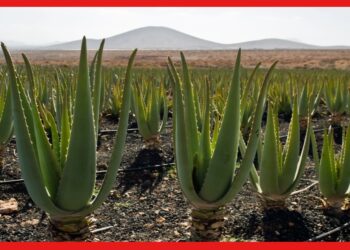 Aloe Vera Farming : অ্যালোভেরা চাষে লক্ষ্মীলাভ! একটি চারা মুনাফা দেবে আগামী ৫ বছর