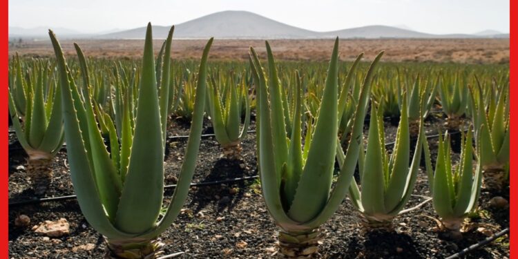 Aloe Vera Farming : অ্যালোভেরা চাষে লক্ষ্মীলাভ! একটি চারা মুনাফা দেবে আগামী ৫ বছর