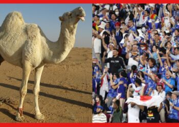 Qatar World cup: কাতারে ছড়াচ্ছে ব্যাপক মহামারীর আশঙ্কা! করোনা নয় এ ক্যামেল ফ্লু