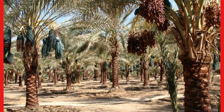 Date palm cultivation : লাভজনক খেজুর চাষ করা যায় কম বাজেটে।পদ্ধতি জানা আছে ?
