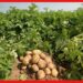Potato cultivation: চন্দ্রমুখীকে টেক্কা দিচ্ছে হেমালিনী, কেন এই আলুর চাষে ঝুঁকছেন কৃষকরা?