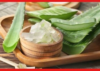Aloe Vera: অ্যালোভেরার একটা পাতাতেই হাজার গুণ, বিক্রিতে মিলবে প্রচুর মুনাফা