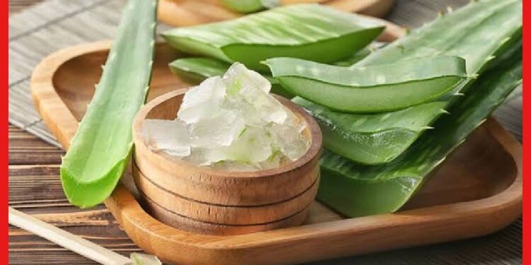 Aloe Vera: অ্যালোভেরার একটা পাতাতেই হাজার গুণ, বিক্রিতে মিলবে প্রচুর মুনাফা