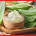 Aloe Vera: অ্যালোভেরার একটা পাতাতেই হাজার গুণ, বিক্রিতে মিলবে প্রচুর মুনাফা