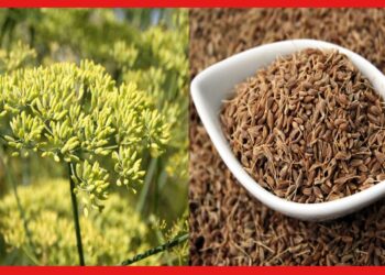 Aniseed cultivetion: বাজারে ব্যাপক চাহিদা, লাভজনক পদ্ধতিতে চাষ করুন এই মশলার