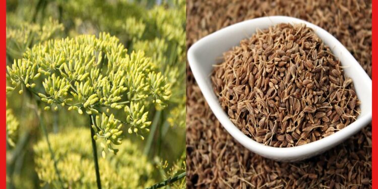 Aniseed cultivetion: বাজারে ব্যাপক চাহিদা, লাভজনক পদ্ধতিতে চাষ করুন এই মশলার