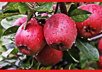 Apple Farming: বাড়ির ছাদেই হবে স্বপ্নের আপেল বাগান! রইল চারা তৈরির সহজ পদ্ধতি
