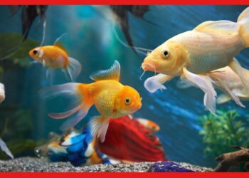 Vastu Tips : অ্যাকোয়ারিয়ামে মাছ মারা যাওয়ার সঙ্গে সম্পর্ক রয়েছে শুভ-অশুভর! কী বলছে ফেং শুই?