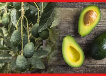 Avocado Farming: ভারতের বাজারে বাড়ছে চাহিদা, পুষ্টিকর অ্যাভোকাডো চাষের পদ্ধতি জানেন কী ?