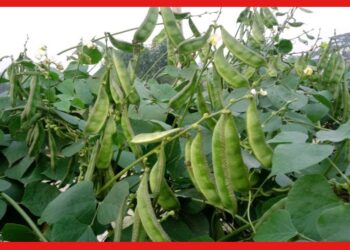 Bean cultivation : কম সময়ে ভালো লাভ করতে চান? এই পদ্ধতিতে শিম চাষ করুন