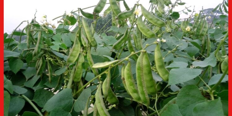 Bean cultivation : কম সময়ে ভালো লাভ করতে চান? এই পদ্ধতিতে শিম চাষ করুন