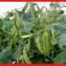 Bean cultivation : কম সময়ে ভালো লাভ করতে চান? এই পদ্ধতিতে শিম চাষ করুন
