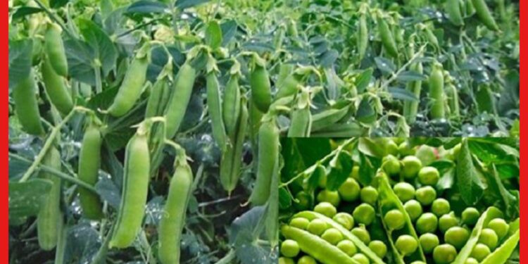 Beans cultivetion: মটরশুঁটি ছাড়া শীত ভাবাই যায় না, এভাবে চাষ করলে ব্যাপক ফলন মিলবে