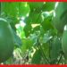 Bighor’s Brinjal Farming:  বিঘোরের বেগুন চাষে খুশি কৃষকরা, বিঘা প্রতি লাভ প্রায় ৭০-৮০ হাজার