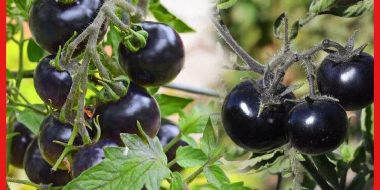 Black Tomato : বহু গুণে ভরপুর কালো টমেটো, লাভজনক চাষের আশা জাগাচ্ছে এই সবজি