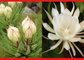Brahma Kamal: প্রস্ফুটিত ব্রহ্ম কমলে উজ্জ্বল হয় ভাগ্য, এই ফুলের বাস্তু উপকারিতা জানা আছে ?