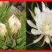 Brahma Kamal: প্রস্ফুটিত ব্রহ্ম কমলে উজ্জ্বল হয় ভাগ্য, এই ফুলের বাস্তু উপকারিতা জানা আছে ?
