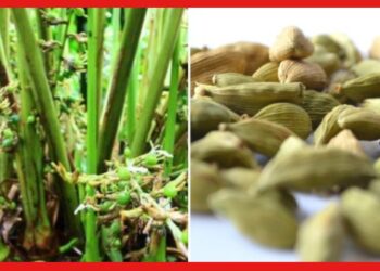 Cardamom cultivation: রান্নায় স্বাদ বাড়াতে জুড়ি নেই, বাড়িতে টবেই করুন সুগন্ধি মশলা এলাচের চাষ