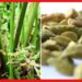 Cardamom cultivation: রান্নায় স্বাদ বাড়াতে জুড়ি নেই, বাড়িতে টবেই করুন সুগন্ধি মশলা এলাচের চাষ