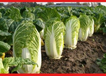 Chinese Cabbage: চাইনিজ বাঁধাকপি চাষে লক্ষ্মী লাভ, অল্প পরিশ্রমে প্রচুর মুনাফার সুযোগ