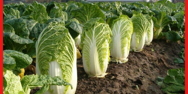 Chinese Cabbage: চাইনিজ বাঁধাকপি চাষে লক্ষ্মী লাভ, অল্প পরিশ্রমে প্রচুর মুনাফার সুযোগ