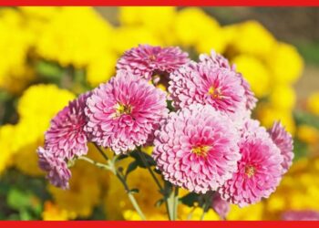 Chrysanthemum cultivetion: চন্দ্রমল্লিকা ছাড়া শীত ভাবাই যায় না, কিভাবে করবেন এই ফুলের চাষ?