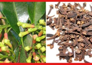 Cloves cultivation : সুযোগ হাতছাড়া করবেন না, বাড়িতেই লবঙ্গ চাষে হতে পারেন লাখপতি