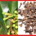Cloves cultivation : সুযোগ হাতছাড়া করবেন না, বাড়িতেই লবঙ্গ চাষে হতে পারেন লাখপতি