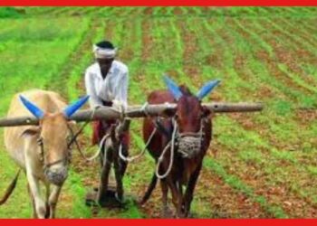 Vegetable Farming Calendar: কোন মাসে কোন ফসল চাষে হবেন লাভবান ? জেনে নিন তালিকা