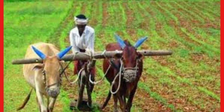 Vegetable Farming Calendar: কোন মাসে কোন ফসল চাষে হবেন লাভবান ? জেনে নিন তালিকা