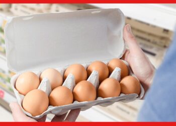 Egg Price Hike: বেড়েছে পাইকারি মূল্য, বাংলায় রেকর্ড দামে বিক্রি হচ্ছে ডিম