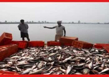 Fish cultivetion: শীতে মাছের তেমন বৃদ্ধি নেই? পুকুরে এই নিয়মগুলো মেনে চলুন