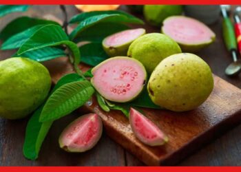 Benefits of gauva fruits: বহু রোগকে কুপোকাত করে এই অবহেলার ফল, জানুন পেয়ারার একাধিক গুণ