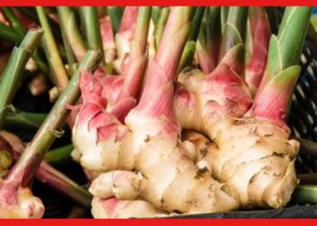 Ginger Farming : বাড়িতে আদা চাষ করতে চান? জেনে নিন এই চাষের সহজ পদ্ধতি
